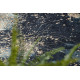 Kusový koberec ANDRE Leaves 1336