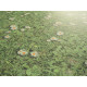 PVC podlaha - lino Tex-Maxima 2002 Daisies