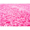 Kusový koberec Efor Shaggy 7182 Pink