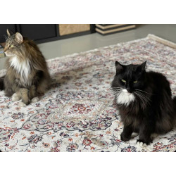 AKCIA: 200x290 cm Kusový koberec Isfahan 740 beige