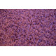 Metrážny koberec Color Shaggy fialový