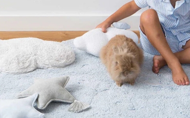 Koberce pre zvieratá